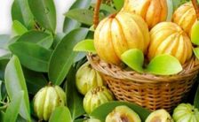 la garcinia cambogia il peso e la termodinamica