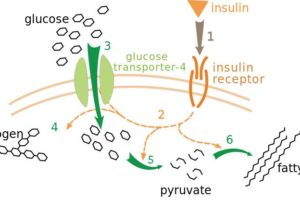 Metabolismo lento vs metabolismo veloce: le verità