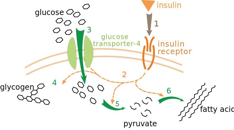 Metabolismo lento vs metabolismo veloce: le verità