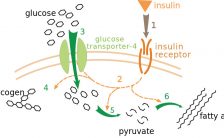 metabolismo lento vs metabolismo veloce le verita