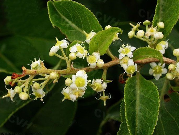 La Thunder God Vine, erba miracolosa che farebbe dimagrire?