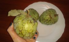 oggi vi parlo della graviola o custard apple o annona