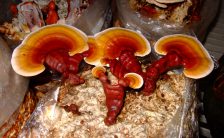 ganoderma o fungo reishi la verita sul fungo dimagrante