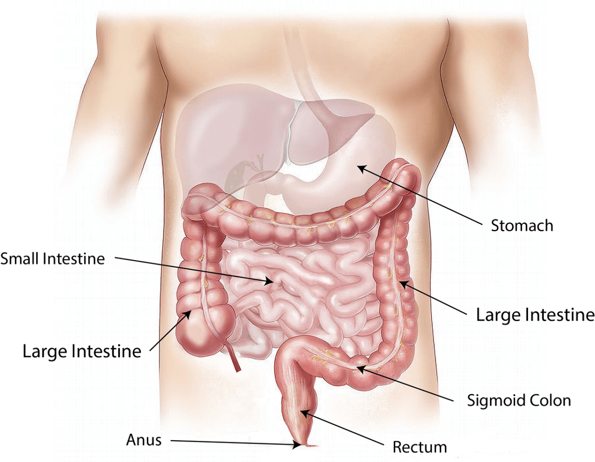 Disbiosi intestinale: dieta e cura