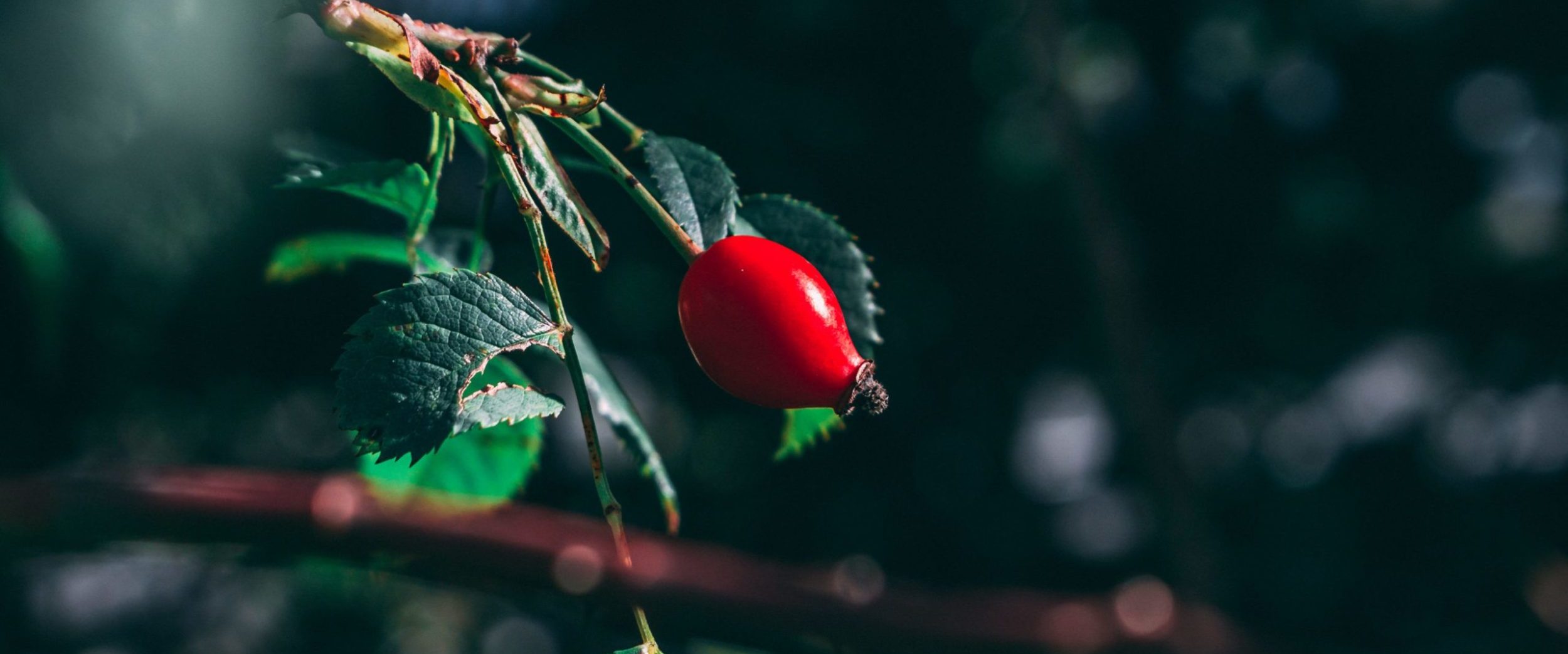 Bacche di goji e bacche di acai: fanno dimagrire?