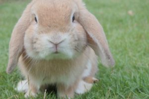 La dieta veloce della Pasqua di 6 giorni