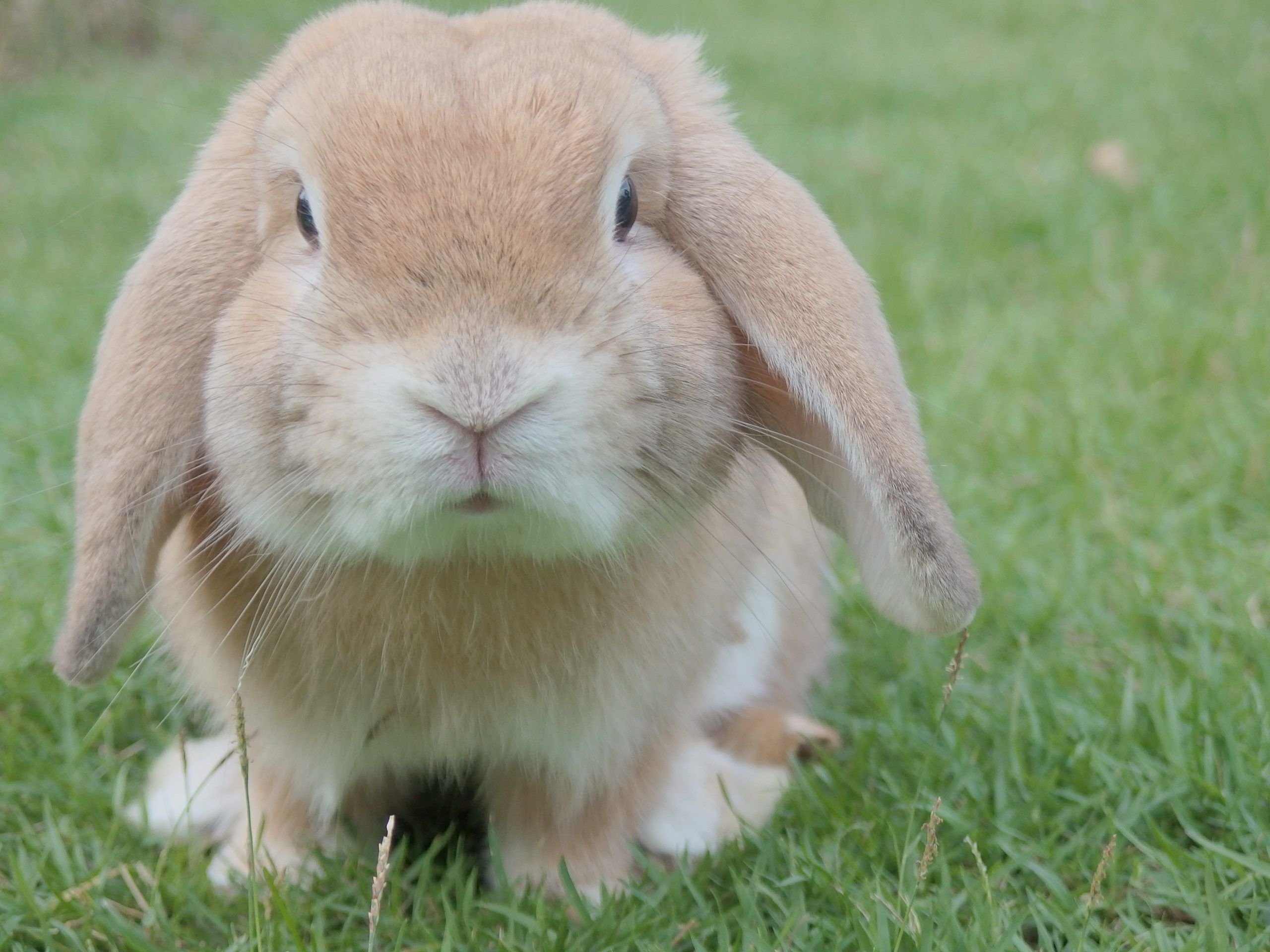 La dieta veloce della Pasqua di 6 giorni