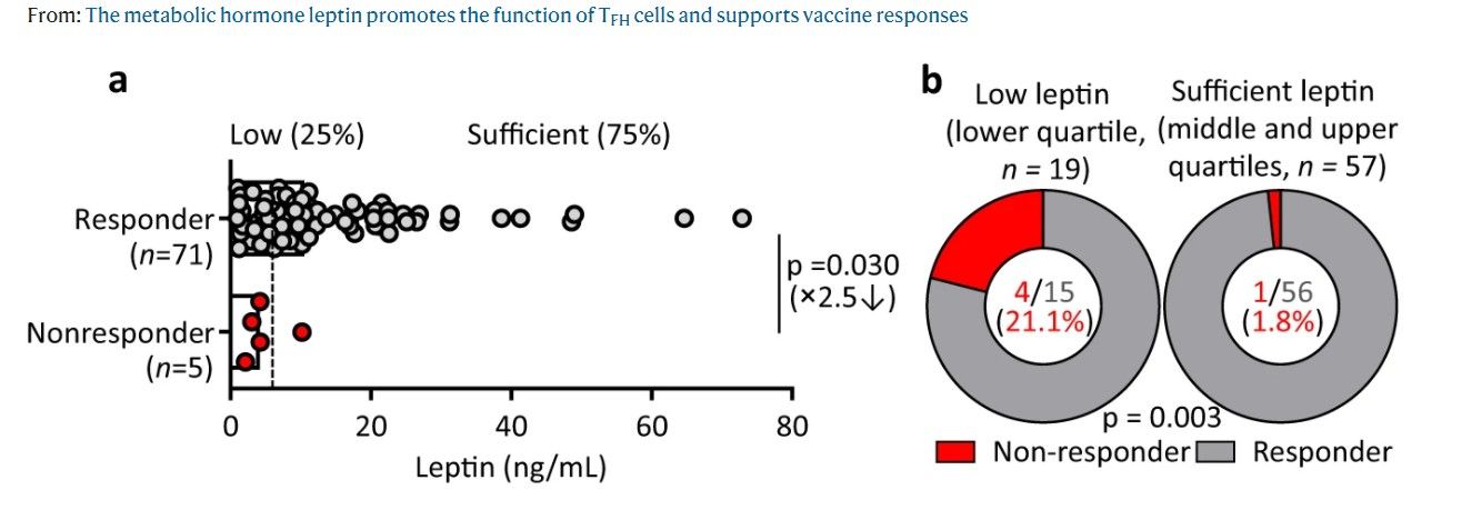 L’ormone della sazietà influenza la risposta ai vaccini