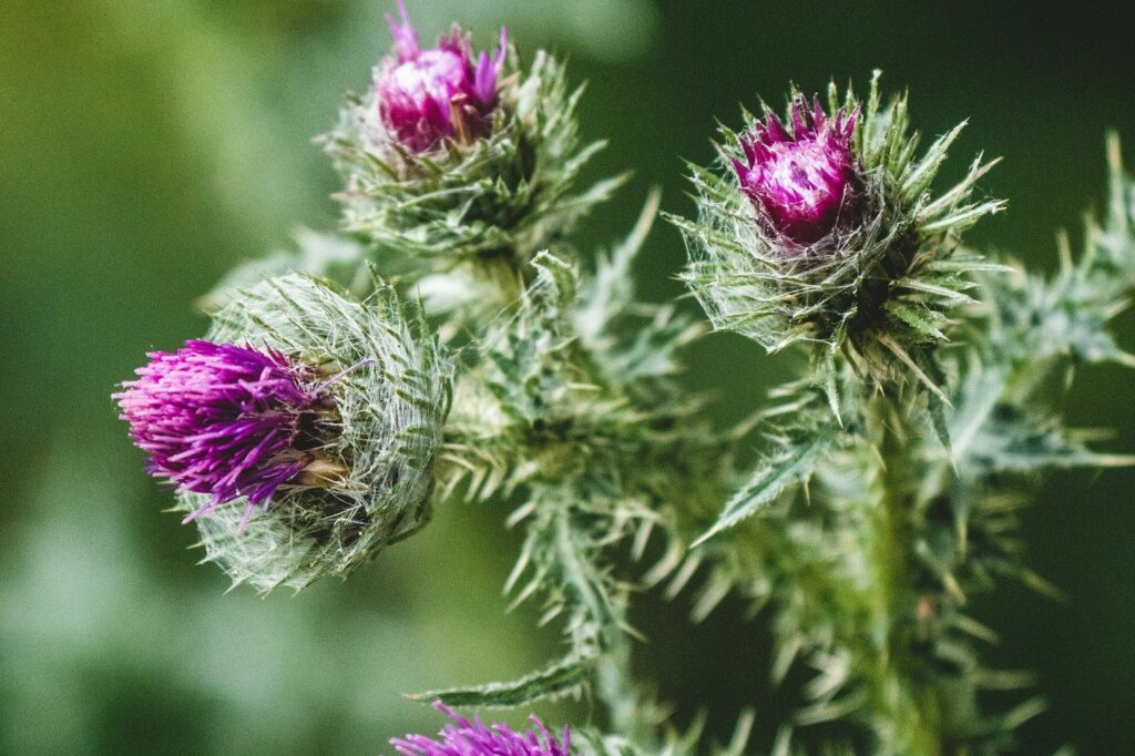 pianta e fiori del cardo mariano