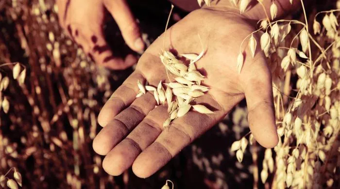 Cereali integrali, in arrivo la dieta dei grani antichi