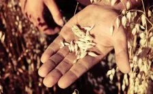 cereali integrali in arrivo la dieta dei grani antichi