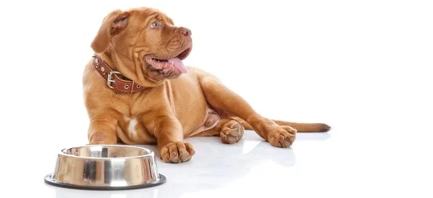 Paleodieta, una donna mangia cibo per cani