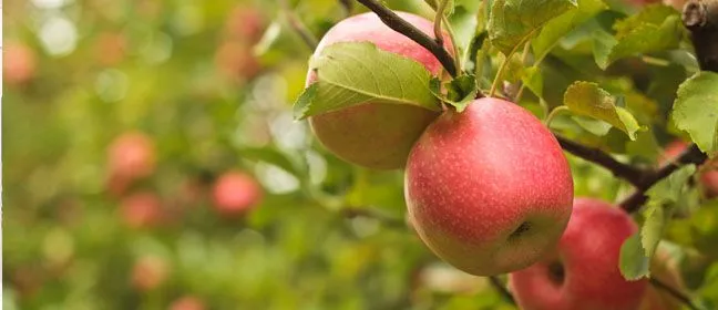 Dimagrire con la frutta: le sei migliori alternative