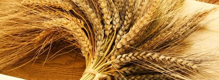 La dieta vegetariana non è ecosostenibile?