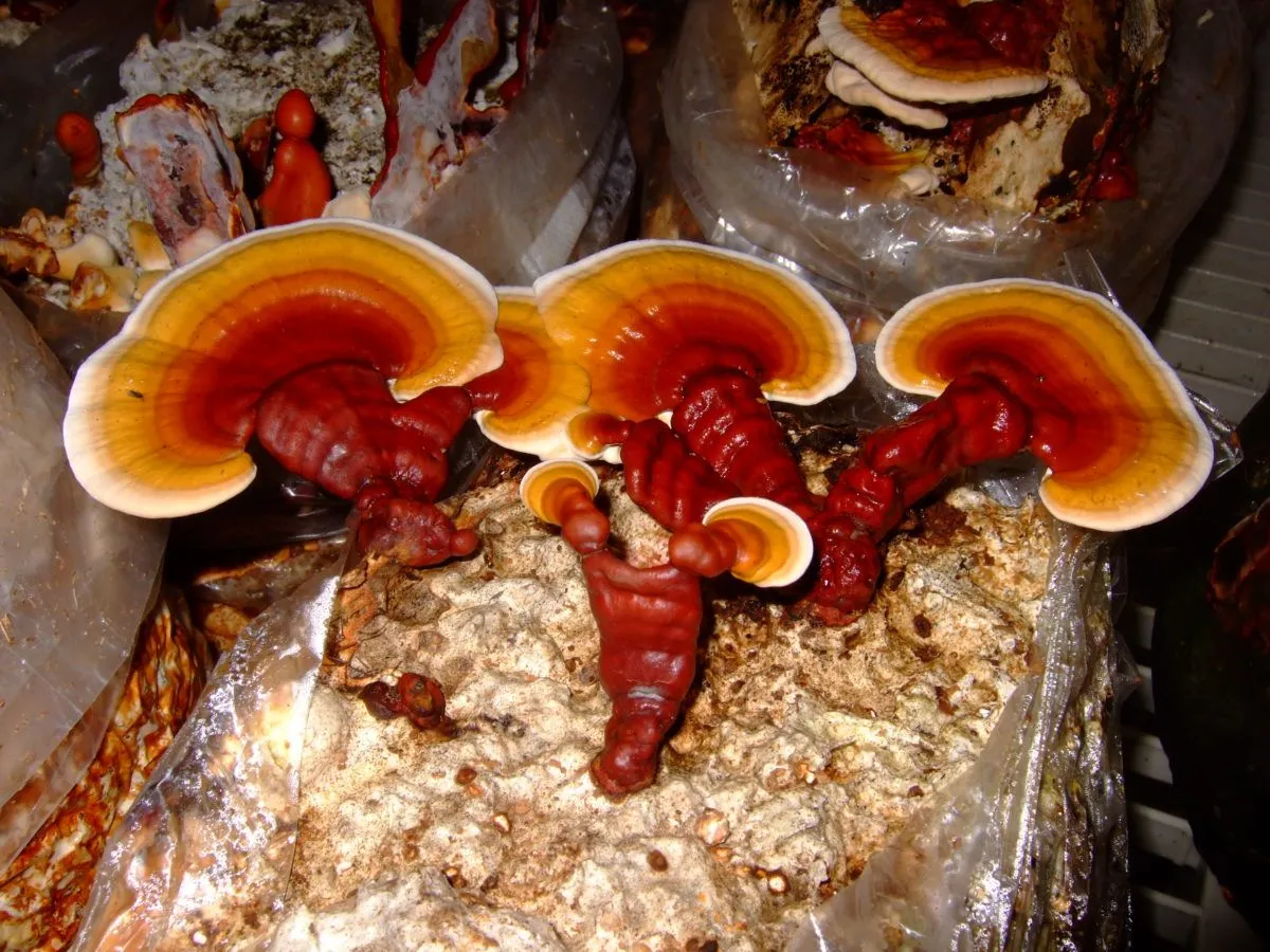 Ganoderma o fungo reishi: la verità sul fungo dimagrante