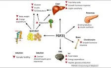 lattivazione delle cellule nkt legata a calo di peso e glicemia