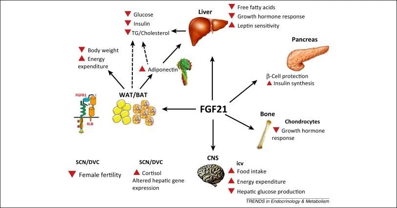 L’attivazione delle cellule NKT legata a calo di peso e glicemia