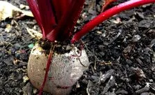 il succo di barbabietola contro lipertensione e la demenza