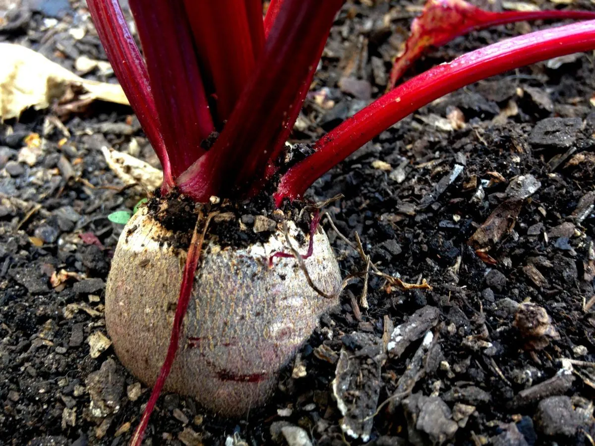Il succo di barbabietola contro l’ipertensione e la demenza