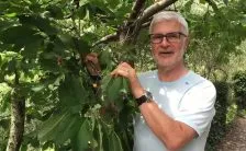 le lectine fanno ingrassare