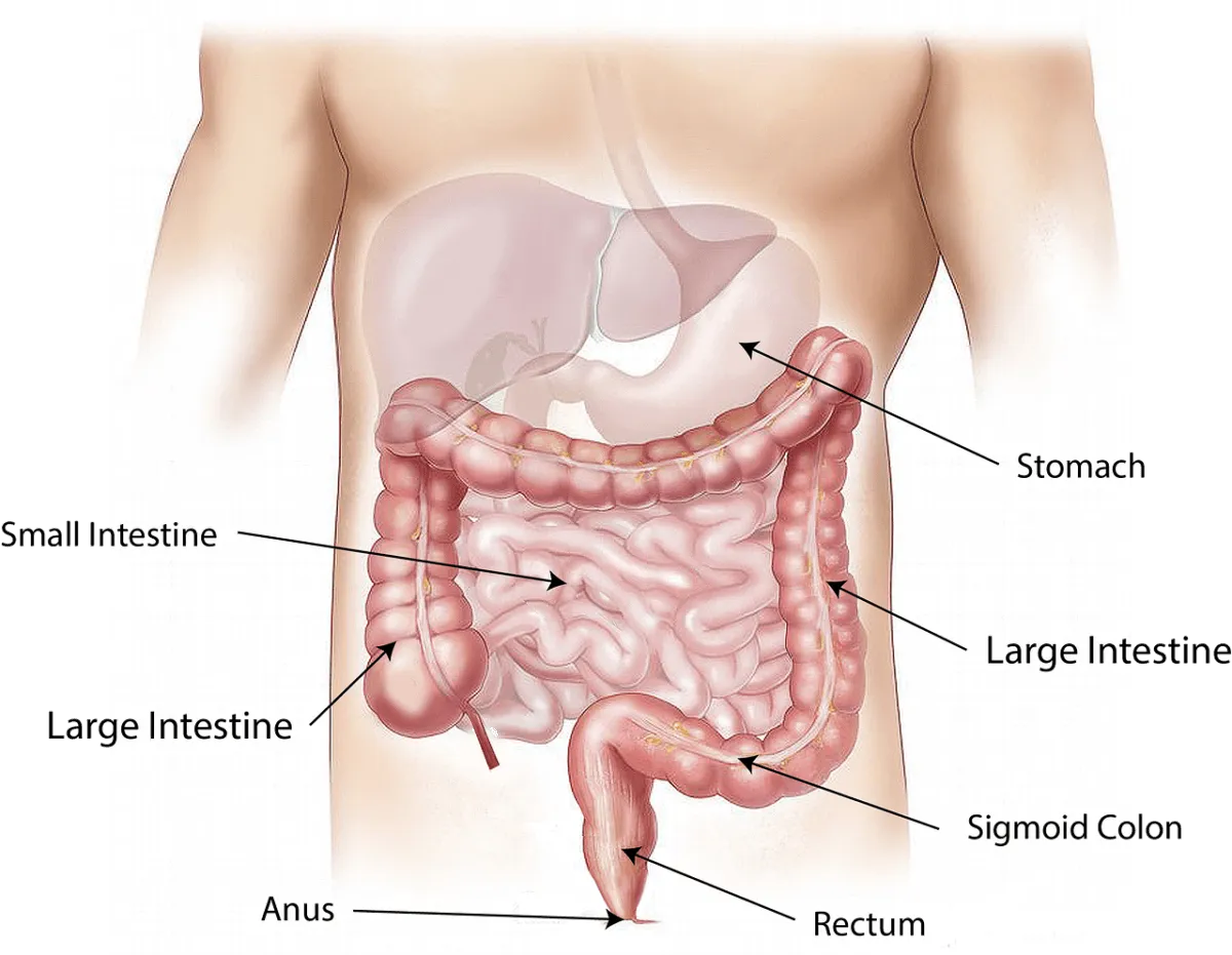 Disbiosi intestinale: dieta e cura