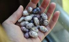 cereali e legumi come cucinarli per digerirli al meglio