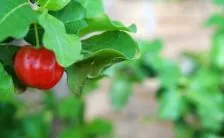 frutta con pochi carboidrati 8 esempi