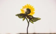 Carenza Di Vitamina D