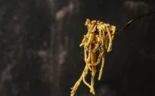 Dieta Vegana Di 15 Giorni