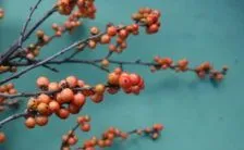 Integratori Glicemia