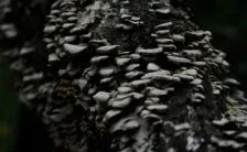 Micoterapia Per Dimagrire