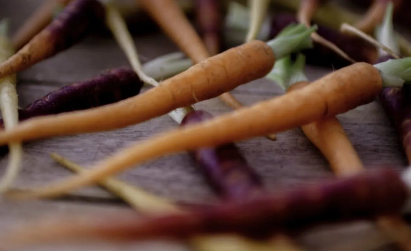 proprietà delle carote