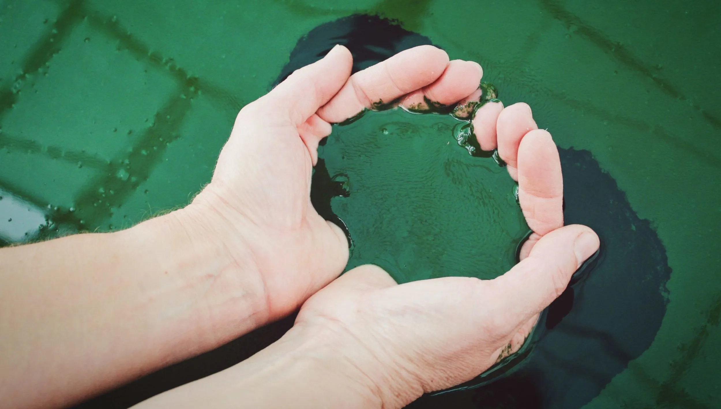 spirulina fa dimagrire