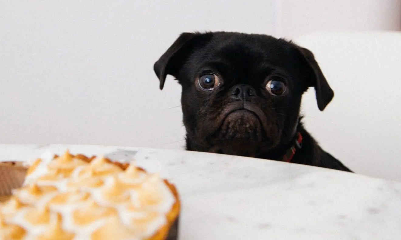 calorie degli alimenti