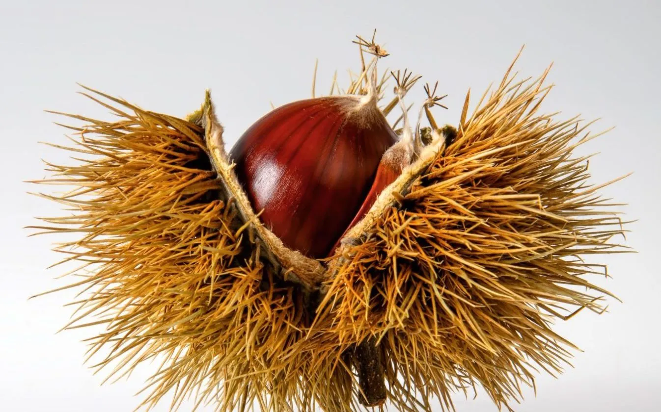 pasti sostitutivi naturali