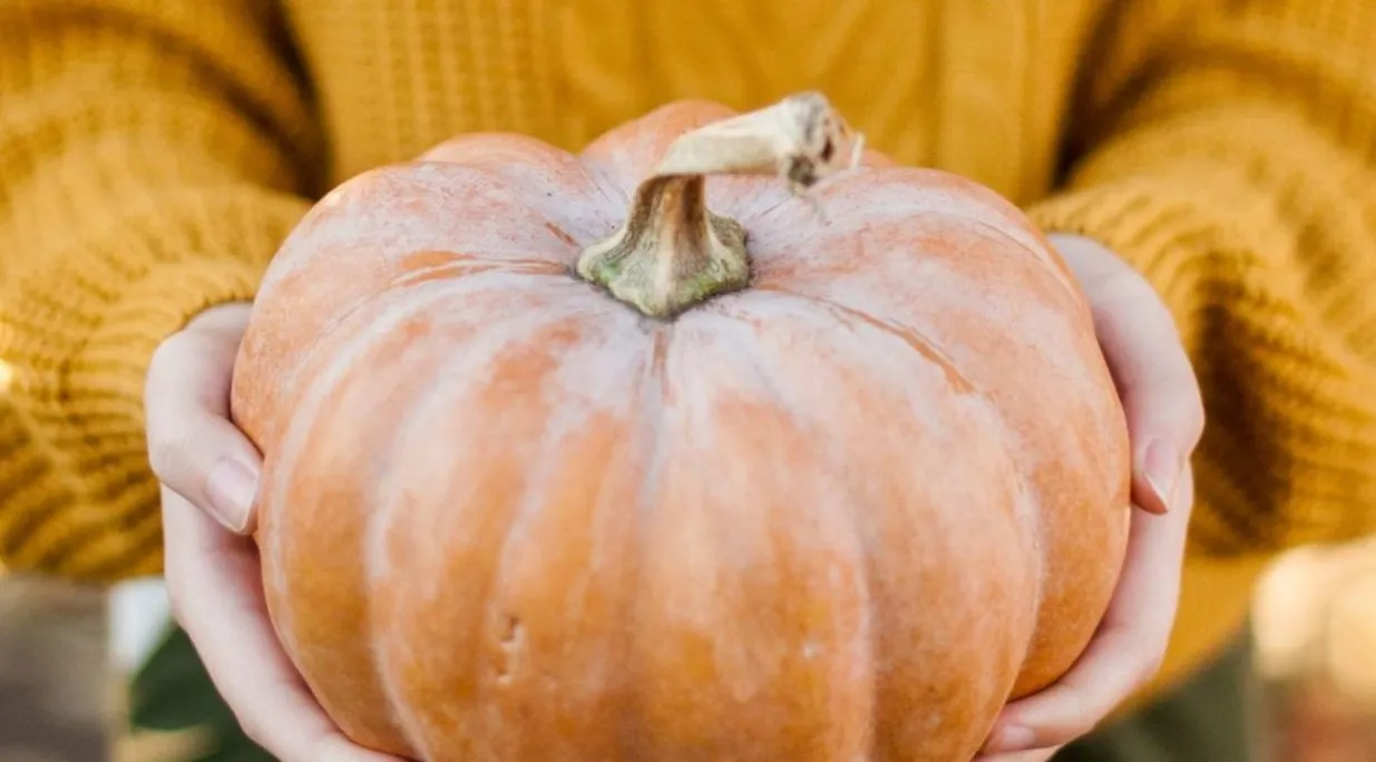 proprieta-zucca proprietà zucca