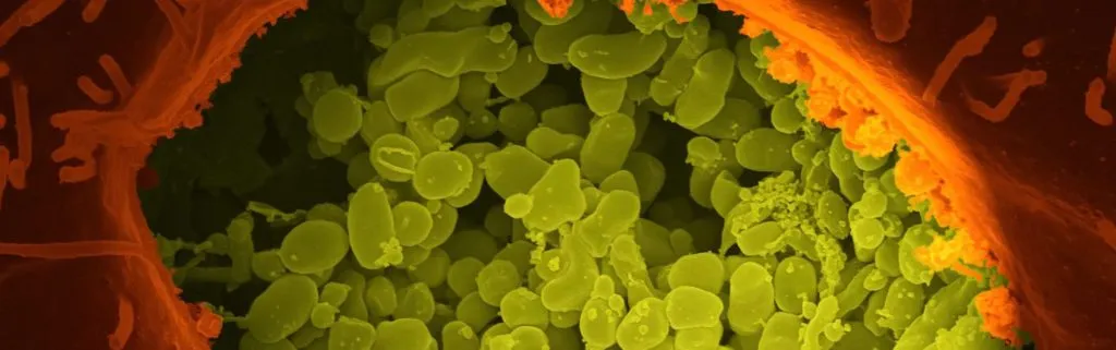 microbioma microbioma