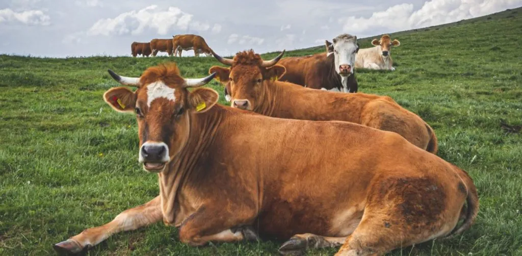 cattle-editing cattle editing