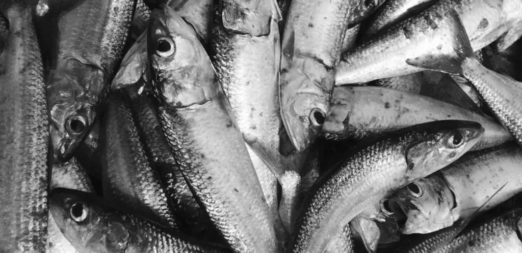 editing-genetico editing genetico