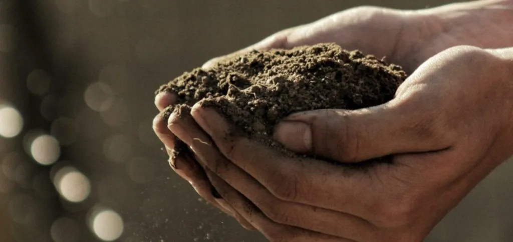 terra-editing-genetico terra editing genetico