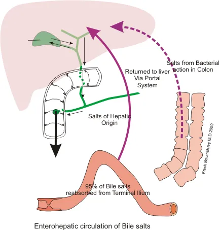 Diagram showing enterohepatic circulation of Bile Salts Bile_recycling